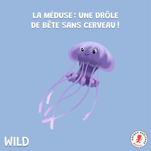 La Méduse : une drôle de bête sans cerveau !