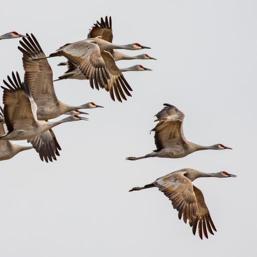 Living in Sandhill Crane Country