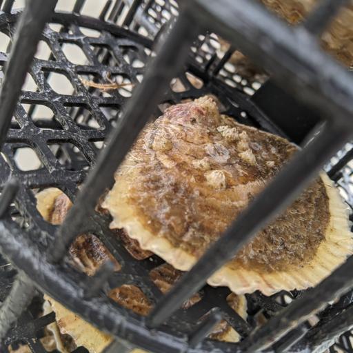 Episode 91 – Seawilding: Scottish Native Oyster Restoration