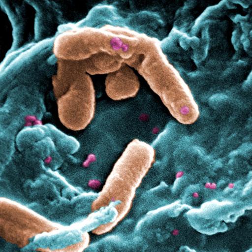 Ocean swimming... and germs