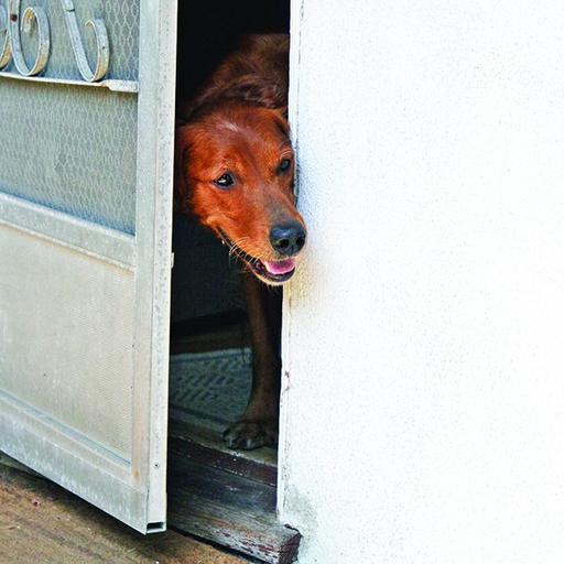 Dogs Bolting Through Doors - Talking Dogs Radio Show