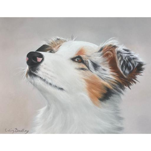 Episode 332: Drawing an Australian Shepherd