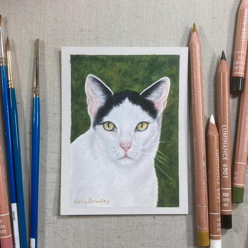 Episode 331: Coloured Pencil Cat