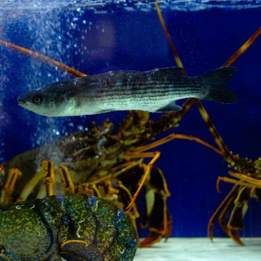 "Ante oder der Thunfisch" von Joёl László