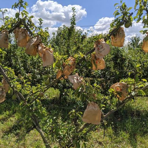 Le calendrier des travaux au jardin fruitier