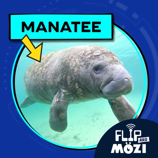 Manatee (9/28/23)