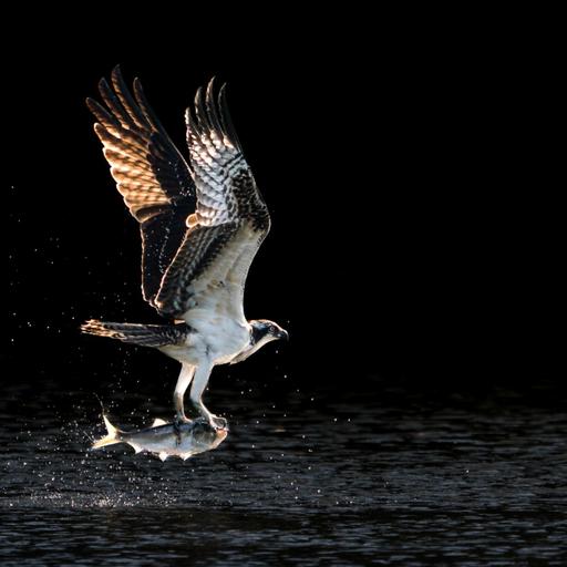 An Osprey Story: Superpowers, Struggles, & Survival