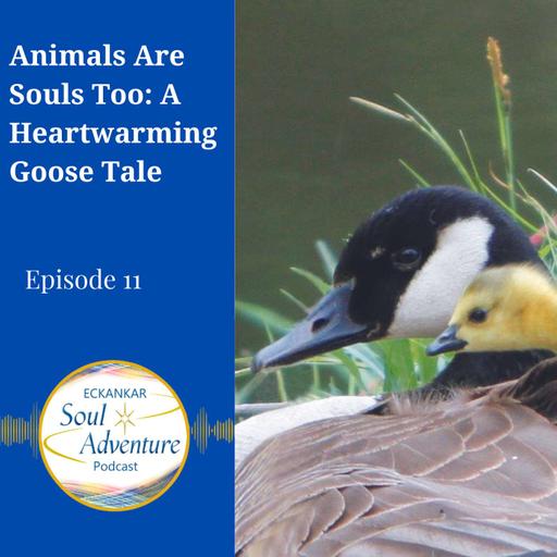 Animals Are Souls Too: A Heartwarming Goose Tale