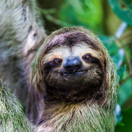 Sloths