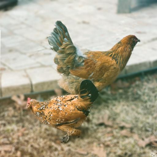 Hot n cold! Can chickens survive the heat or winter?