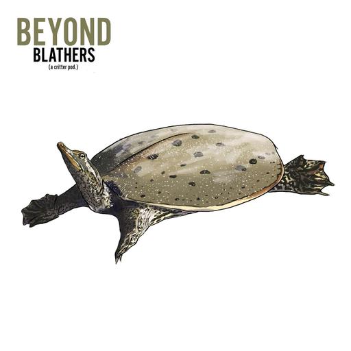 Soft-shelled Turtle