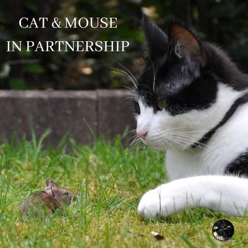 64: Patreon Episode 5 - Cat & Mouse