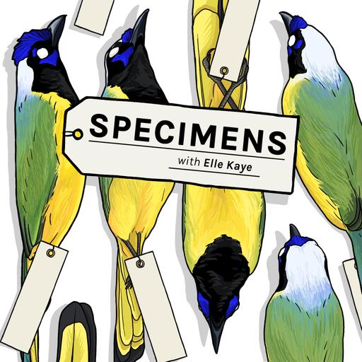 Jazmine Miles-Long - Taxidermist