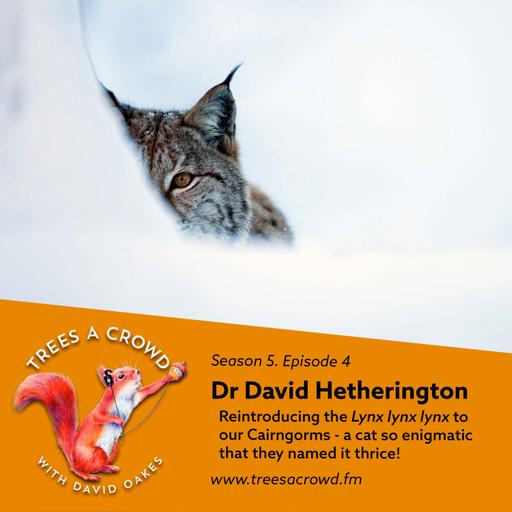 Dr David Hetherington: Reintroducing the Lynx lynx lynx to our Cairngorms (a cat so enigmatic that they named it thrice!)