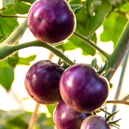 Purple through and through: A new GMO tomato that home gardeners can grow