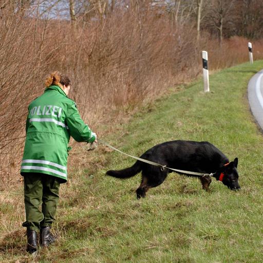 Die Kleine Anfrage: Wie folgen Hunde einer Geruchsspur?