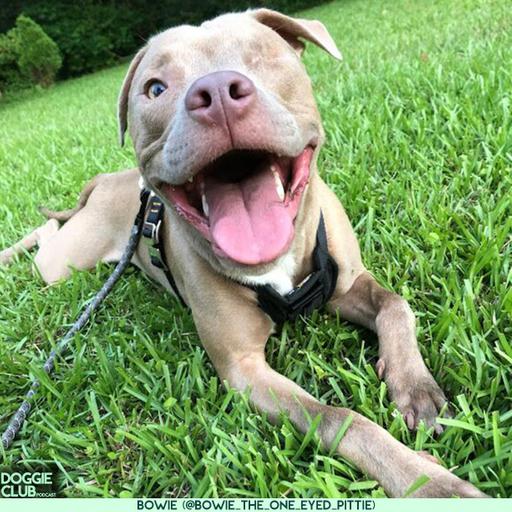 Bowie [PT. 1] (@bowie_the_one_eyed_pittie)