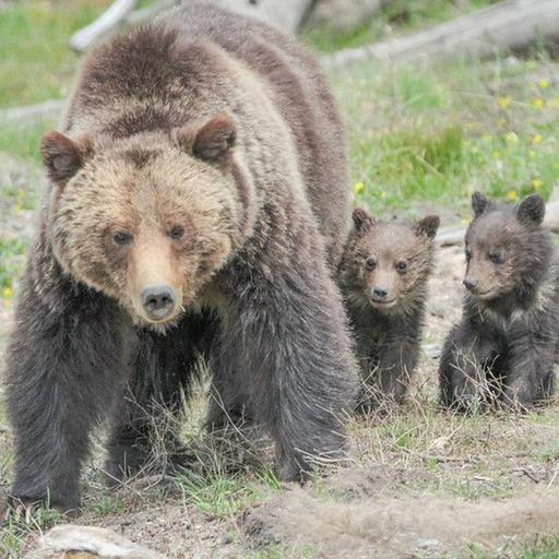 Episode 25 — Get Bear Aware with ICL's Brad Smith