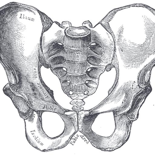 Movement Lesson: Walking on the Sit Bones