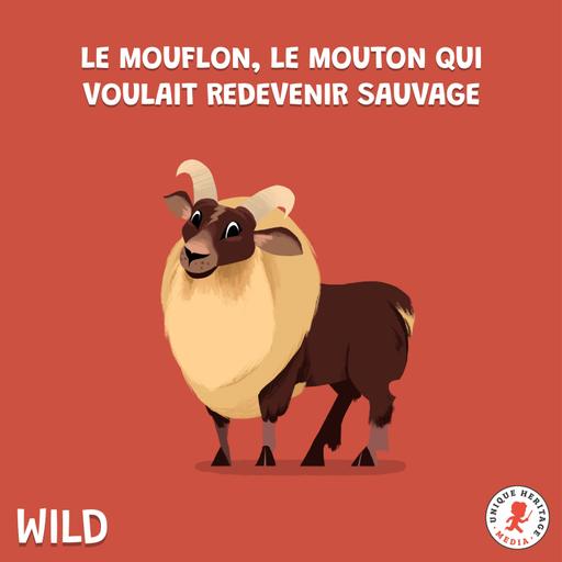 Le Mouflon, le mouton qui voulait redevenir sauvage