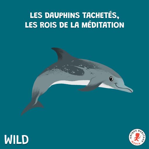 Rediffusion /Les Dauphins tachetés, rois de la méditation