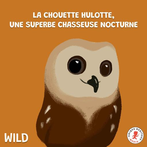 Rediffusion /La chouette hulotte, une superbe chasseuse nocturne