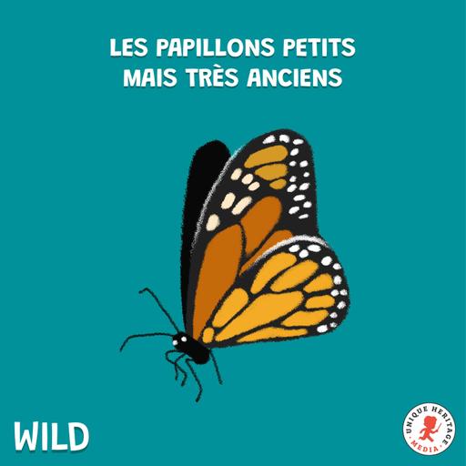 Les Papillons petits mais très anciens (Partie 2)