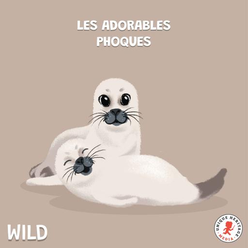 Les adorables Phoques !