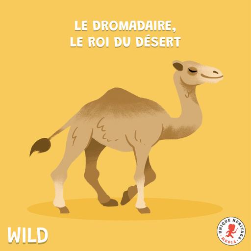 Le Dromadaire, le roi du désert