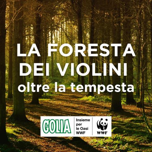 La “foresta dei violini” oltre la tempesta