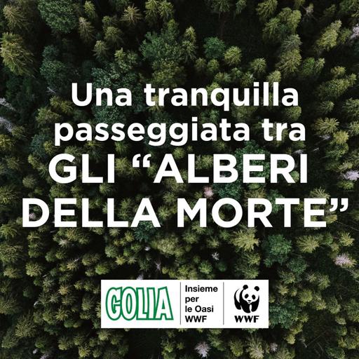 Una tranquilla passeggiata tra gli "alberi della morte"