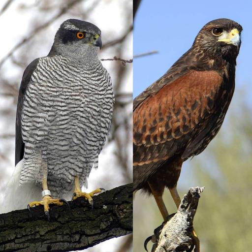 Episode 71: The Goshawk vs Harris Hawk Debate ft. NJ Falconry