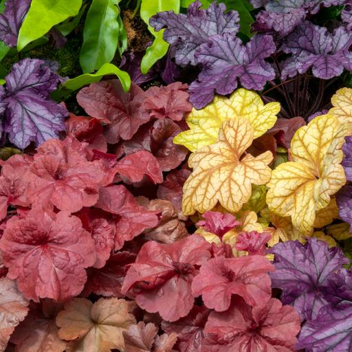 Plant perennials like heuchera that pack a punch of color in their leaves