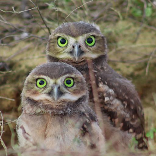 Owls