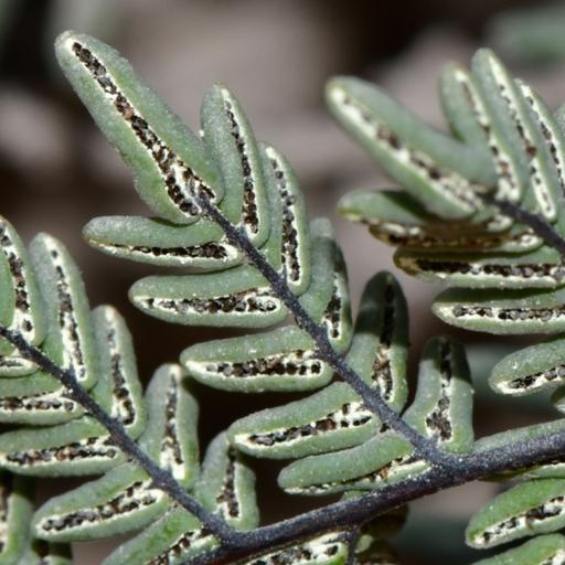 Desert Ferns with Dr. Michael Windham