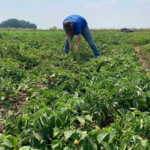 Potatoes and Mycorrhizae