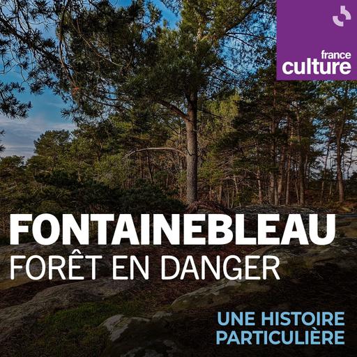 Fontainebleau, forêt en danger 1/2 : Menaces sur les arbres centenaires