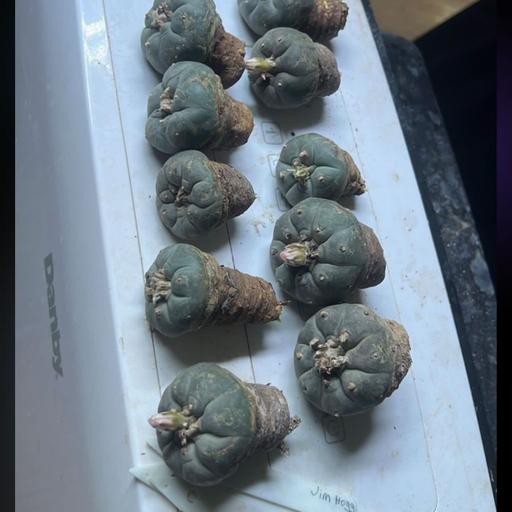 Instagram Drug Bros & Cactus Poaching