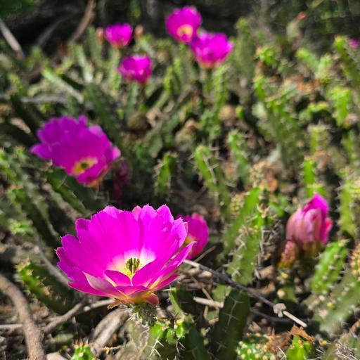 Riding Trains in Mexico, Contagious Native Plant Gardens,etc