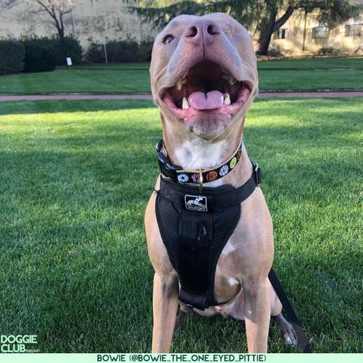 Bowie [PT. 2] (@bowie.the.one.eyed.pittie)