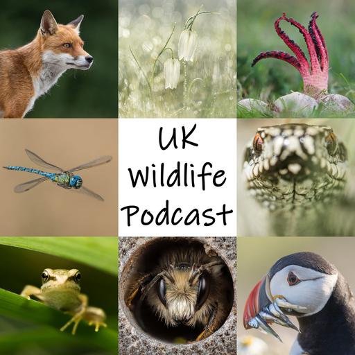 EP91 – Golden Eagles