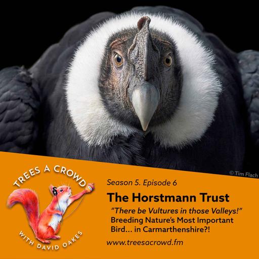 The Horstmann Trust: Vultures in the Valleys!