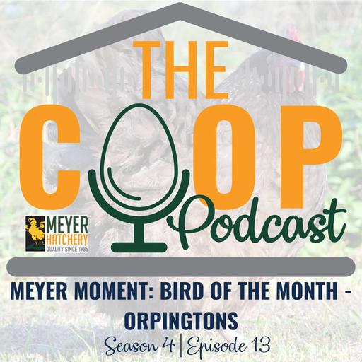 Meyer Moment: April Bird of The Month - Orpington