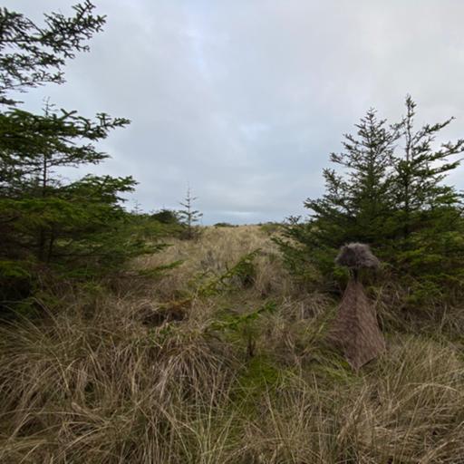 163: Gold Bluffs Beach- At The Edge Of The Beach And Forest