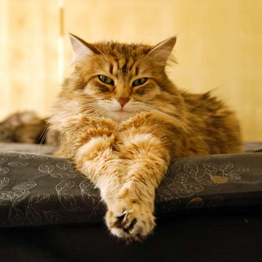 How To Love Your Cat With Herbal Skin Healthcare