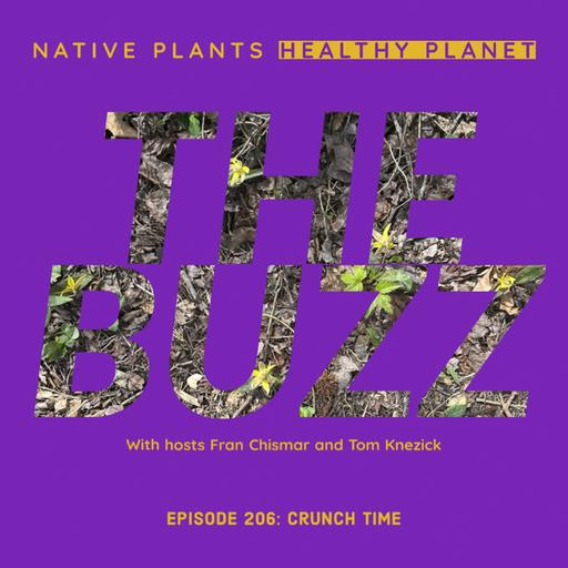 The Buzz - Crunch Time