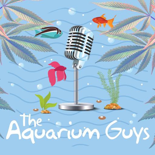 #108 – Hotboxing Gourami (Cannabis in Your Aquarium)