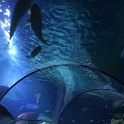 Hai Tunnel (HD)