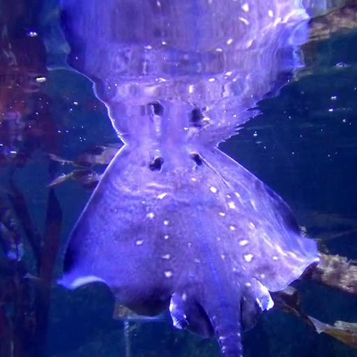 Rochen im Sealife Aquarium