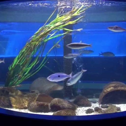 Sea Life Berlin (HD)